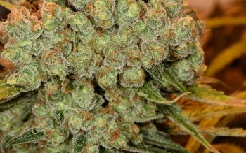 Chocolope - 5 Feminized Cannabis Seeds