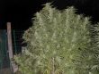 early-skunk-feminized-cannabis-seeds-2