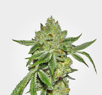 Canadian Lemon Aid - 5 Feminized Cannabis Seeds