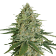 super-skunk-feminized-cannabis-seeds-2