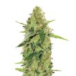 super-skunk-feminized-cannabis-seeds-2