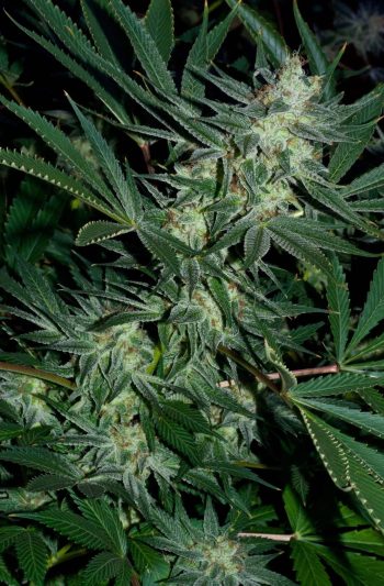 Trainwreck - 5 Feminized Cannabis Seeds