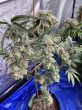 trainwreck-feminized-cannabis-seeds