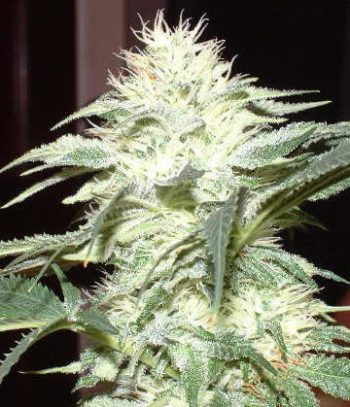 White Widow x BubbleGum - 5 Feminized Cannabis Seeds