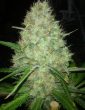 white-widow-x-bubblegum-feminized-cannabis-seeds