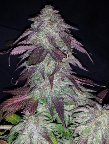 Blackberry Kush - 5 Feminized Cannabis Seeds