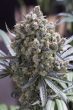 Green Crack - 5 Feminized Cannabis Seeds