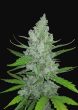 auto-diesel-autoflowering-feminized-cannabis-seeds-2