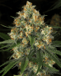 Indica Overload - Critical Nicky Kush (5 fem) + Afghani Indica (5 fem)