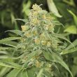 green-crack-x-lily-feminized-seeds