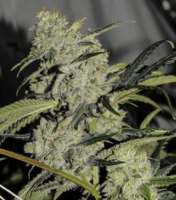 Green Crack x Lily aka Lily Koi - 5 Feminized Cannabis Seeds