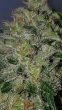guava-feminized-cannabis-seeds