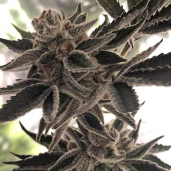 Do-Si-Dos Z - 6 Pack of Feminized Cannabis Seeds by The Plug Seedbank