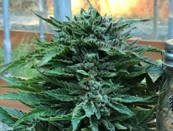 Geist Grow - Geist OG Auto - 10 Autoflowering Feminized Cannabis Seeds