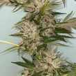 the-plug-bcn-banana-loaf-feminized-cannabis-seeds5