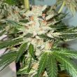 the-plug-bcn-banana-loaf-feminized-cannabis-seeds5