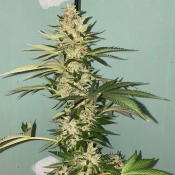Banana Loaf - 6 Pack of Feminized Cannabis Seeds by The Plug Seedbank