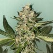 the-plug-bcn-biscotti-2.0-feminized-cannabis-seeds3