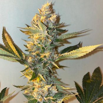 Biscotti 2.0 - 6 Pack of Feminized Cannabis Seeds by The Plug Seedbank