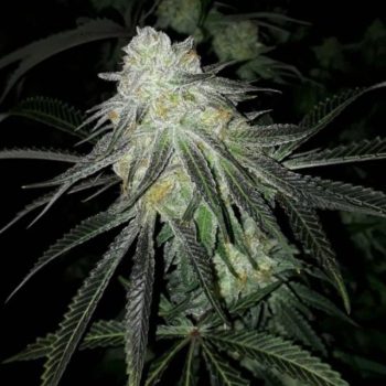 Lots of Z - 6 Pack of Feminized Cannabis Seeds by The Plug Seedbank