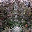 Melonaid Z - 6 Pack of Feminized Cannabis Seeds by The Plug Seedbank