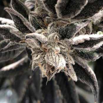 Punch the Cake - 6 Pack of Feminized Cannabis Seeds by The Plug Seedbank