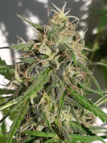 ACE Seeds - New Caledonia - Regular Cannabis Seeds
