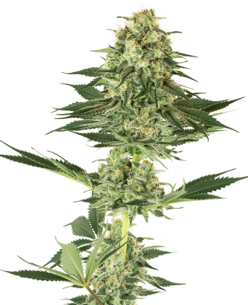 Banana Kush - 5 Feminized Cannabis Seeds