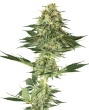 Banana Kush - 5 Feminized Cannabis Seeds