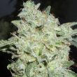 Afghani Indica - 5 Feminized Cannabis Seeds