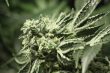 Badass Rollex OG - 5 Feminized Cannabis Seeds