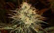 Chemdawg #4 - 5 Feminized Cannabis Seeds