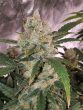 chemdawg-cannabis-seeds