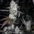 gmo-garlic-cookies-feminized-cannabis-seeds2
