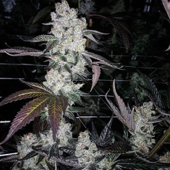 Stinky Seeds – GMO aka Garlic Cookies – Feminized Cannabis Seeds