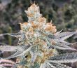 Stinky Seeds – Peanut Butter Breath – Feminized Cannabis Seeds