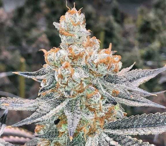 Special Peanut Butter Breath pot seed feminized - good for reliving muscle spasms