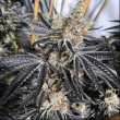Stinky Seeds – Grease Monkey – Feminized Cannabis Seeds
