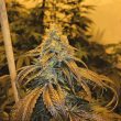 sunshinesfarmcannabisseeds