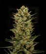 sunshinesfarmcannabisseeds