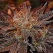Grandaddy Banner - 5 Feminized Cannabis Seeds