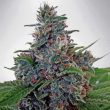 auto-blue-amnesia-autoflowering-feminized-cannabis-seeds