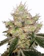 Auto Blue Tooth - 5 Autoflowering Feminized Cannabis Seeds