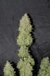 Auto Sweet Tooth - 5 Autoflowering Feminized Cannabis Seeds