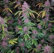 bc-purple-bud-aka-bc-purps-feminized-cannabis-seeds