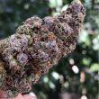 Blueberry Headband - 5 Feminized Cannabis Seeds