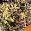 purple-dick-feminized-cannabis-seeds