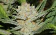 lemon-haze-feminized-cannabis-seeds