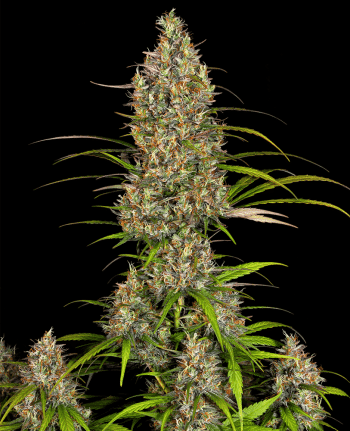 Lemon Haze - 5 Feminized Cannabis Seeds
