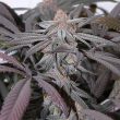 Purple Dick - 5 Feminized Cannabis Seeds
